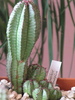 Euphorbia anoplia