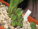 Euphorbia anoplia