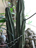 Euphorbia cereiformis