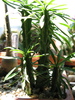 E. pulvinata