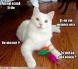 poze-amuzante-pisica-nu-are-incredere-in-stapan