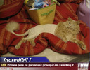 Poza-amuzanta-poze-amuzante-lion-king-va-fi-interpretat-de-catre-o-pisica