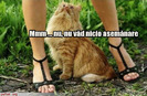 poze-amuzante-comparatie-intre-pisici