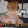 poze-amuzante-motanii-si-au-batut-joc-de-prietenul-lor