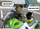 Poza-amuzanta-poze-amuzante-pisicile-se-plimba-cu-motorul-si-vor-sa-stie-cat-combustibil-mai-au-la-b