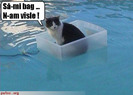 poze-amuzante-motan-in-barca-fara-vasle