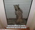 poze-amuzante-motanul-regreta-ca-s-a-ingrasat