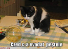 poze-amuzante-pisica-nu-recunoaste-ca-a-mancat-pestele