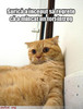 poza-amuzanta-motanul-a-mancat-prea-mult