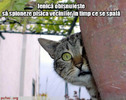poze-amuzanta-motan-pervers