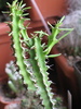 Euphorbia saxorum