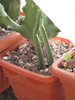 Euphorbia heterochroma
