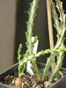 Euphorbia knuthii