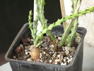 Euphorbia knuthii