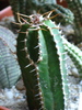 Euphorbia echinus