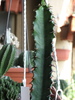 Euphorbia ammak