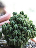 Euphorbia fimbriate