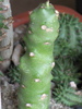 Euphorbia nivulia - India