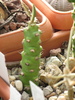 Euphorbia nerifolia - INDIA
