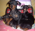 Mira,Mark,Dark
