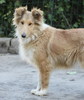 Maia
