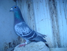 DSC04226