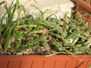 Euphorbia globossa - mai multe exemplare