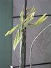 Euphorbia bubalina