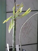 Euphorbia bubalina