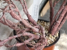 Euphorbia platyclada var. platyclada