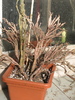 Euphorbia platyclada var. platyclada