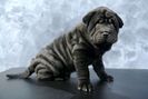 animale-vanzare-shar-pei-wrinkle