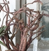 Euphorbia platyclada var. platyclada