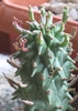 Euphorbia schoenlandii