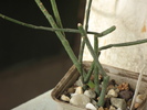 Euphorbia neo-bosseri