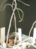 Euphorbia hedyotoides (dreapta); Euphorbia ephedroides (stanga)