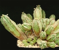 Euphorbia nesemannii