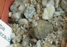 Euphorbia dimorphocaulon