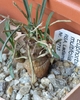 Euphorbia multifolia