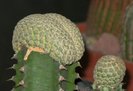 Euphorbia piscidermis fma. cristata -stanga si E. piscidermis - dreapta
