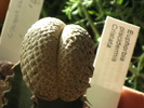 euphorbia piscidermis fma cristata