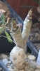 Euphorbia milothii  (luna martie)