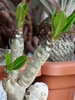 Euphorbia milothii  (aprilie)