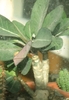 Euphorbia milothii  (noiembrie)