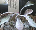 Euphorbia francoisii Madagascar