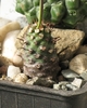 Euphorbia pachypodioides