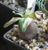 Euphorbia ecklonii