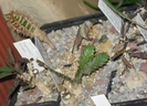 Eu. brunellii, Kenya -dreapta, jos; Eu. stellata - jos, mijloc; Eu. ambovombensis-stanga