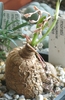 Euphorbia moratii
