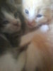 My cats (6)